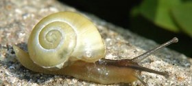 garden-snail